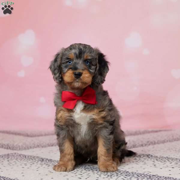 Rocky, Mini Bernedoodle Puppy